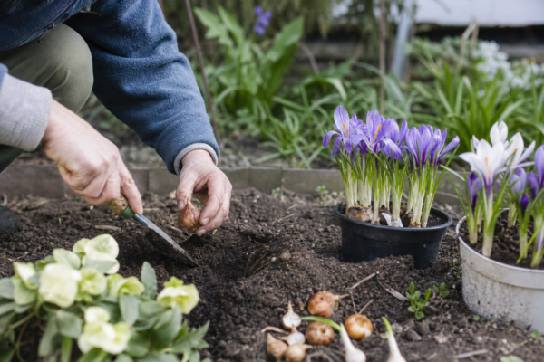 Brândușă (Crocus vernus) – de la plantare la întreținerea de zi cu zi