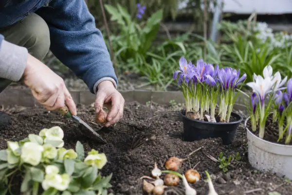 Brândușă (Crocus vernus) – de la plantare la întreținerea de zi cu zi