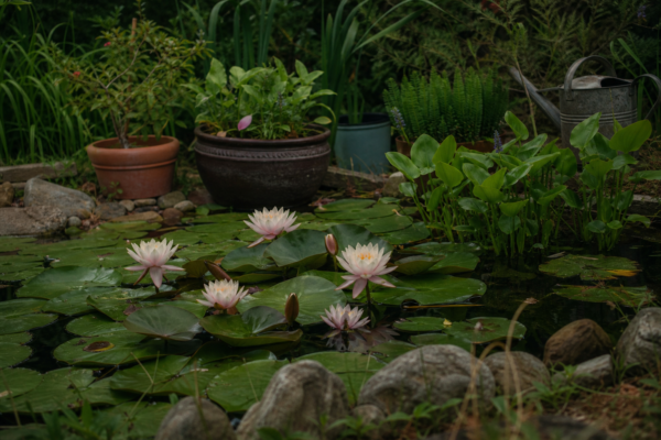 Nufăr (Nymphaea alba) – condiții de creștere, plantare și îngrijire
