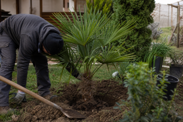 Palmier de grădină (Trachycarpus fortunei) – de la plantare la întreținerea de zi cu zi