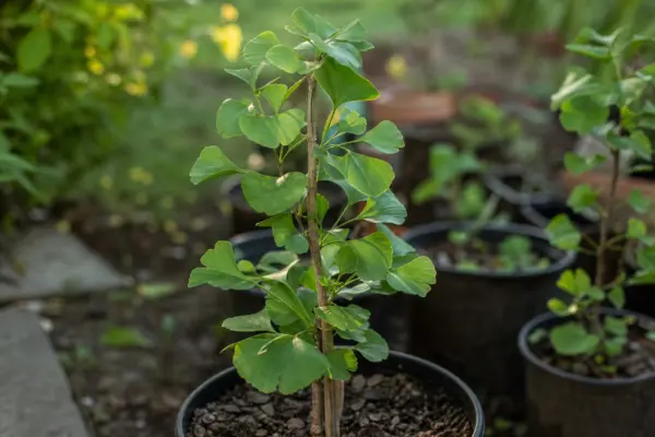 Ginkgo biloba: ce condiții cere și cum o îngrijești