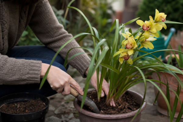 Orhideea Cymbidium (Cymbidium hybridum) – plantare, îngrijire și greșeli de evitat
