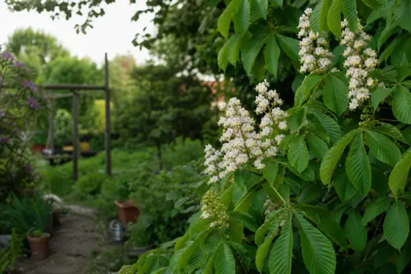 Castan (Aesculus hippocastanum) – ghid complet de cultivare și îngrijire