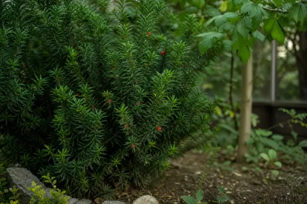 Tisa (Taxus baccata) – condiții de creștere, plantare și îngrijire