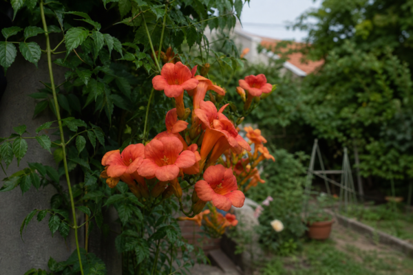 Trâmbița (Campsis radicans) – condiții de creștere, plantare și îngrijire