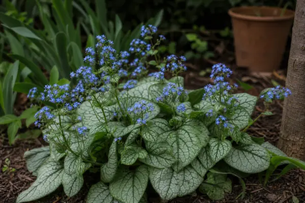 Brunnera macrophylla – plantare și îngrijire pas cu pas