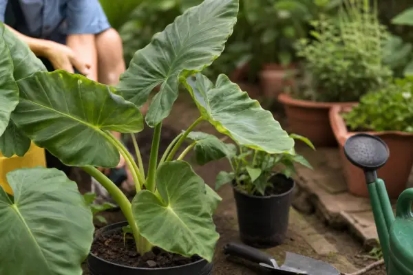Urechea elefantului (Alocasia amazonica) – sfaturi de plantare și îngrijire