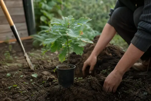 Stejar (Quercus robur) – plantare și îngrijire pas cu pas