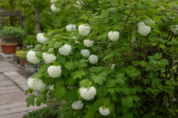 Călin (Viburnum opulus) – tot ce trebuie să știi despre plantare și îngrijire