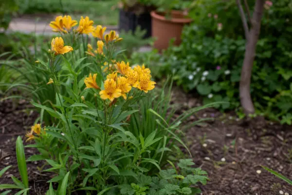 Crinul incașilor (Alstroemeria aurea) – ghid practic de plantare și îngrijire