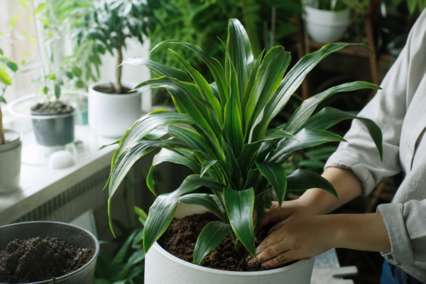 Trestia fericirii (Dracaena fragrans) – de la plantare la întreținerea de zi cu zi