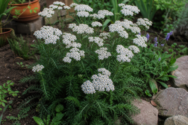 Coada șoricelului (Achillea millefolium) – ghid complet de cultivare și îngrijire