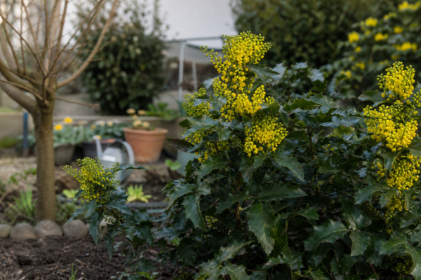 Mahonia (Mahonia aquifolium) – plantare, udare și întreținere