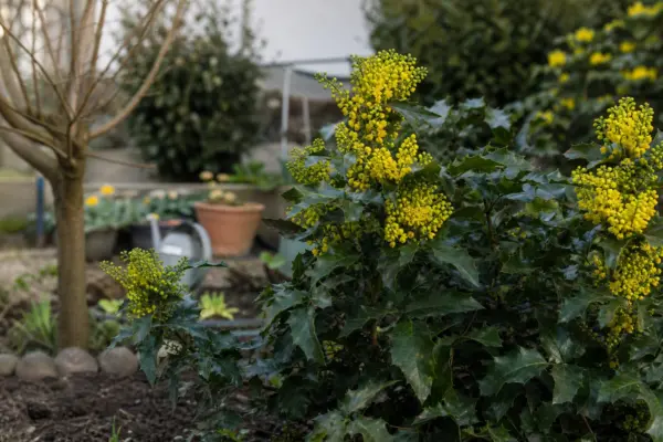 Mahonia (Mahonia aquifolium) – plantare, udare și întreținere