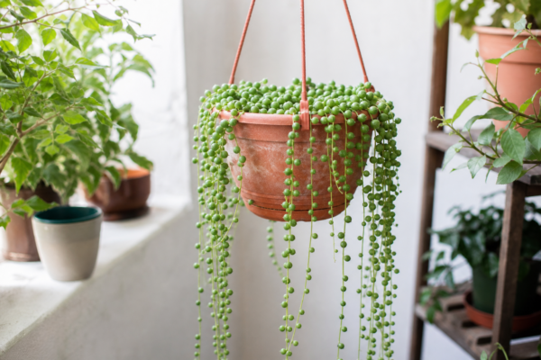 Șiragul de perle (Senecio rowleyanus) – condiții de creștere, plantare și îngrijire