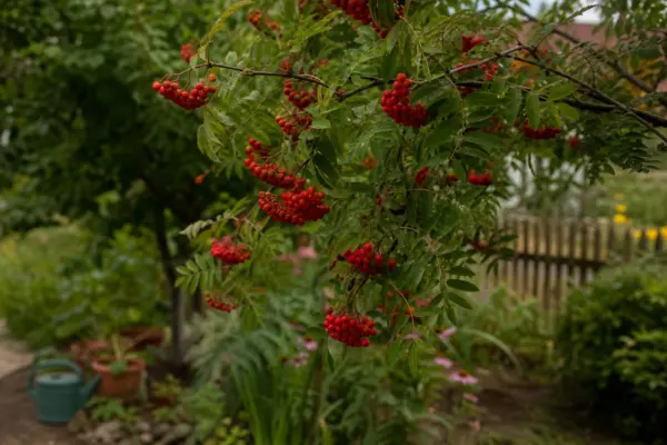 Scoruș (Sorbus aucuparia) – sfaturi de plantare și îngrijire