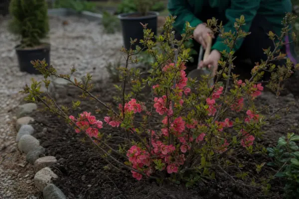 Gutui japonez (Chaenomeles japonica) – ghid practic de plantare și îngrijire