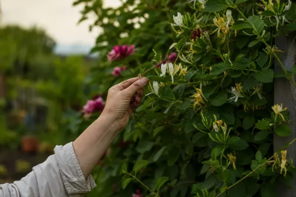 Caprifoi (Lonicera japonica) – plantare și îngrijire pas cu pas