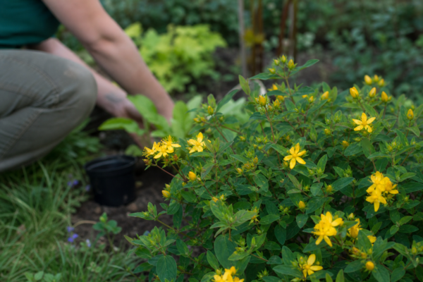 Sunătoare arbustivă (Hypericum calycinum) – sfaturi pentru plantare, creștere și întreținere