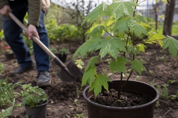 Paltin de câmp (Acer platanoides): ce condiții cere și cum o îngrijești