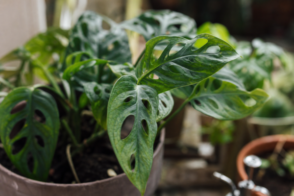 Monstera adansonii – ghid complet de cultivare și îngrijire