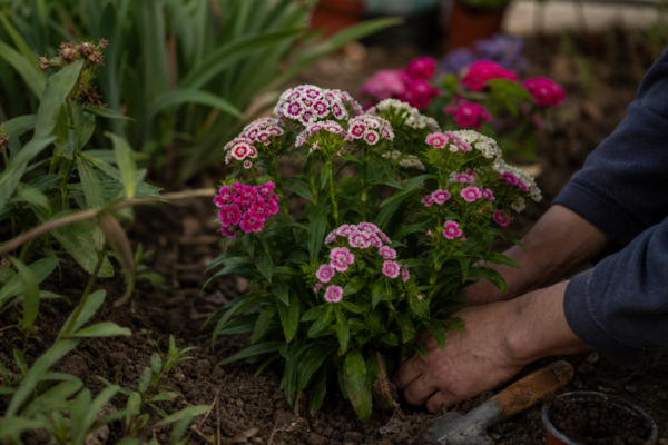 Barba împăratului (Dianthus barbatus) – condiții de creștere, plantare și îngrijire