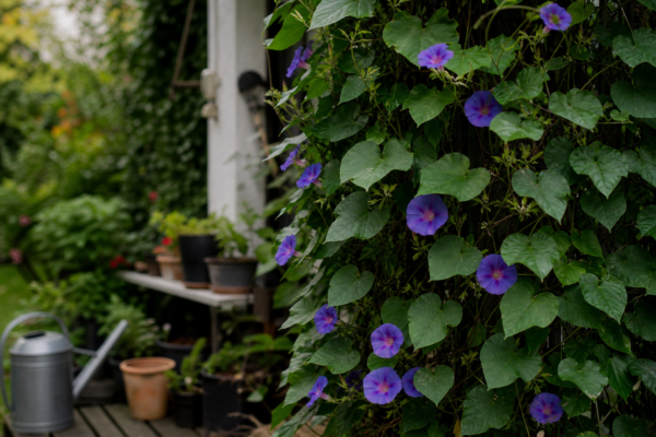 Zorele (Ipomoea purpurea): cum se plantează și cum se îngrijește corect