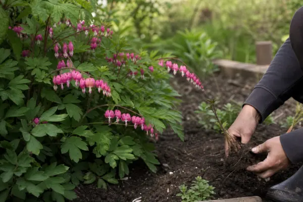 Cerceii doamnei (Dicentra spectabilis) – plantare și îngrijire pas cu pas
