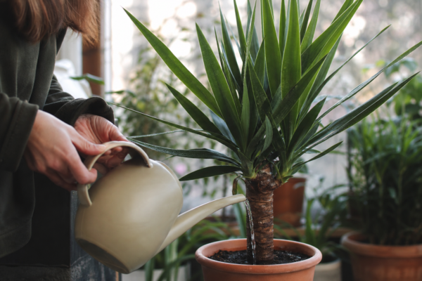 Yucca de apartament (Yucca elephantipes) – plantare, udare și întreținere