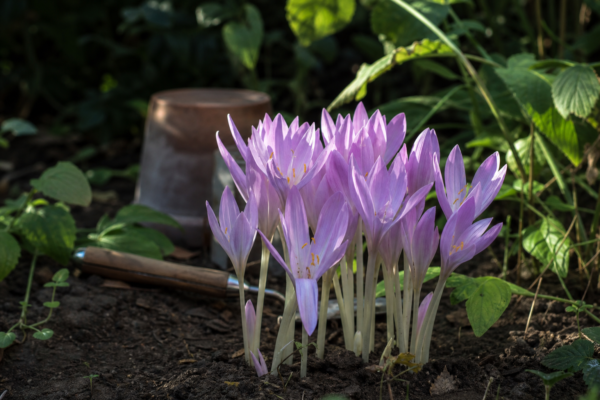 Brândușa de toamnă (Colchicum autumnale) – plantare, îngrijire și greșeli de evitat