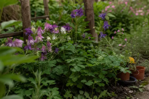 Căldărușa (Aquilegia vulgaris) – sfaturi pentru plantare, creștere și întreținere