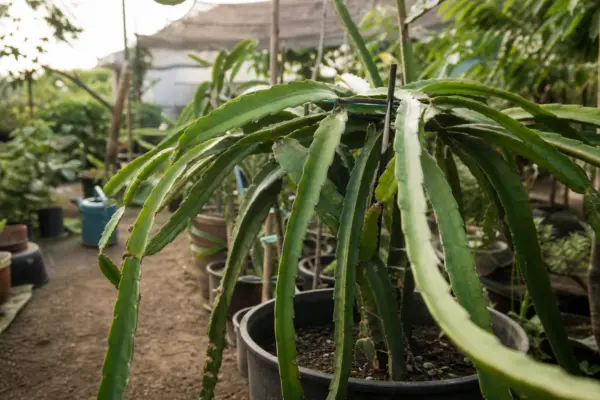 Pitaya (fructul dragonului) – tot ce trebuie să știi despre plantare și îngrijire
