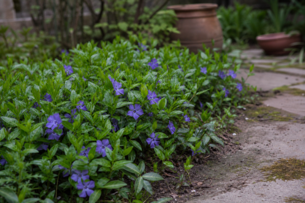 Saschiu (Vinca minor) – plantare, îngrijire și greșeli de evitat