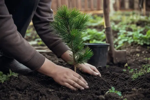 Pin negru (Pinus nigra) – plantare și îngrijire pas cu pas
