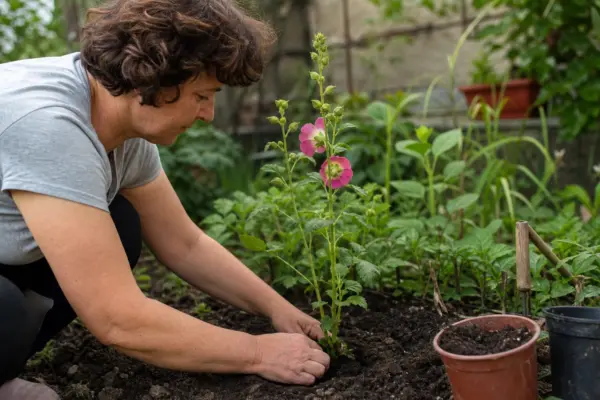 Nalba de grădină (Alcea rosea) – plantare, udare și întreținere