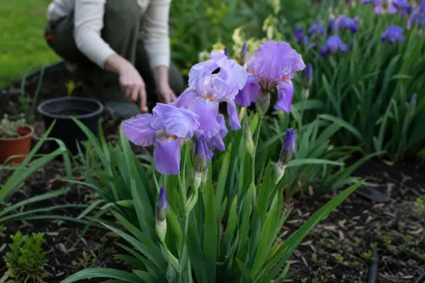 Stânjenel (Iris germanica) – de la plantare la întreținerea de zi cu zi