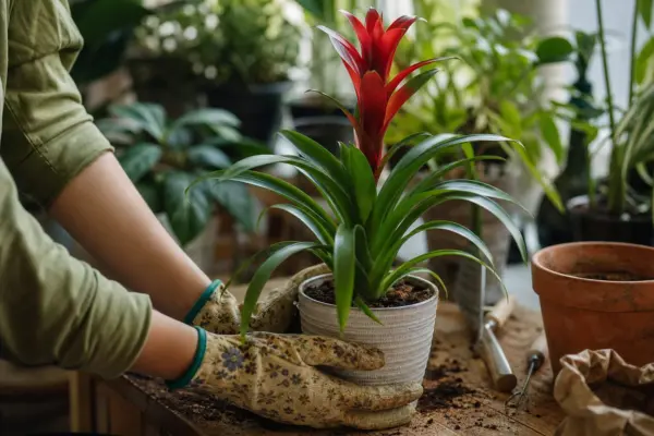 Guzmania – plantare, udare și întreținere