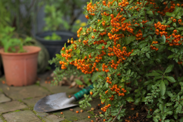 Pyracantha (Pyracantha coccinea) – plantare și îngrijire pas cu pas