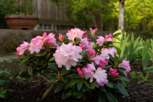 Rododendron (Rhododendron hybridum) – tot ce trebuie să știi despre plantare și îngrijire