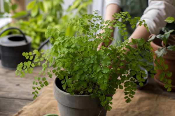 Părul Venerei (Adiantum raddianum): cum se plantează și cum se îngrijește corect