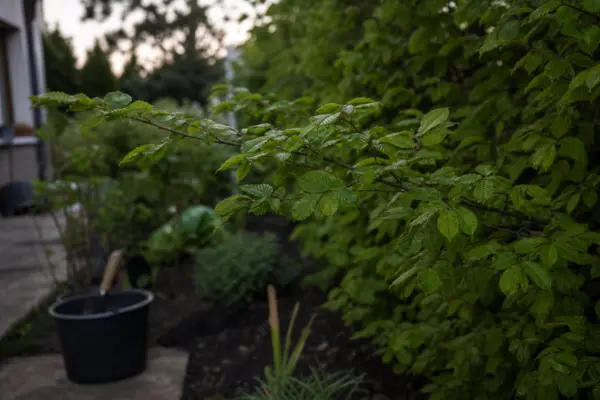 Carpen (Carpinus betulus) – tot ce trebuie să știi despre plantare și îngrijire