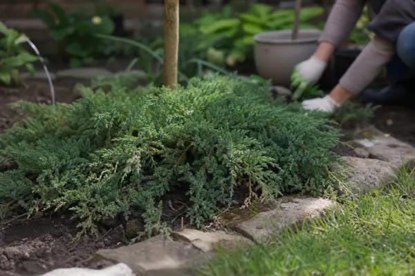 Ienupăr târâtor (Juniperus horizontalis) – de la plantare la întreținerea de zi cu zi