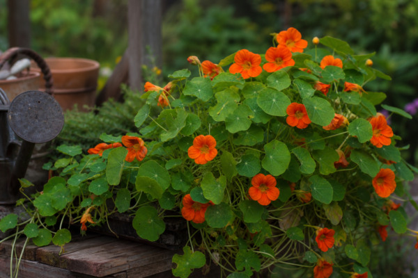 Condurul doamnei (Tropaeolum majus) – ghid complet de cultivare și îngrijire