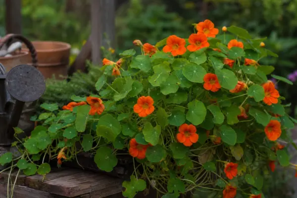 Condurul doamnei (Tropaeolum majus) – ghid complet de cultivare și îngrijire