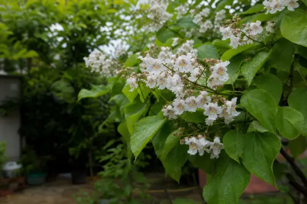 Catalpa bignonioides – sfaturi pentru plantare, creștere și întreținere