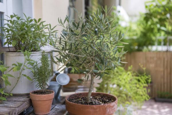 Măslin ornamental (Olea europaea): ce condiții cere și cum o îngrijești