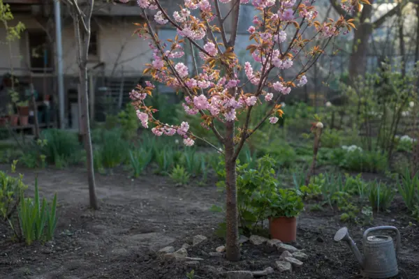 Cireș ornamental (Prunus subhirtella) – de la plantare la întreținerea de zi cu zi