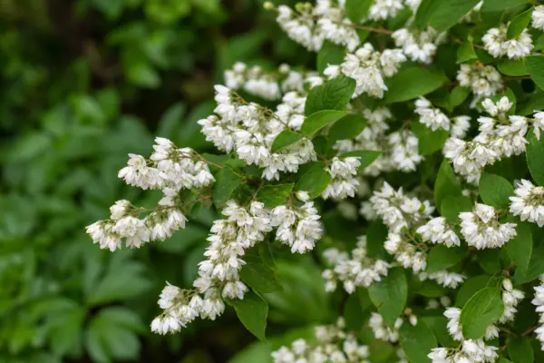 Deutzia (Deutzia gracilis): condiții de creștere și plantare