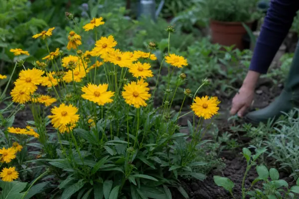 Coreopsis grandiflora – tot ce trebuie să știi despre plantare și îngrijire