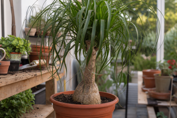 Piciorul elefantului (Beaucarnea recurvata) – plantare, udare și întreținere